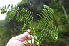 Gleichenia inclusisora