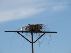 Corvus capensis capensis