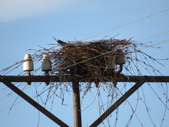 Corvus capensis capensis