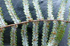 Gleichenia inclusisora