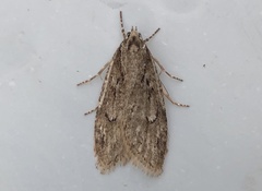 Semioscopis aurorella