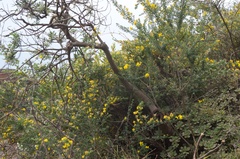Genista stenopetala