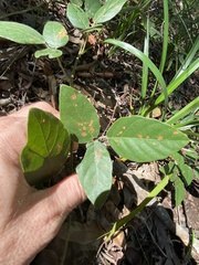 Kennedia rubicunda