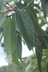 Cavendishia compacta