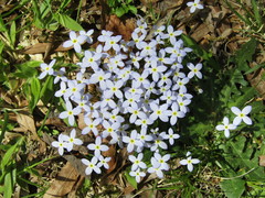 Houstonia caerulea