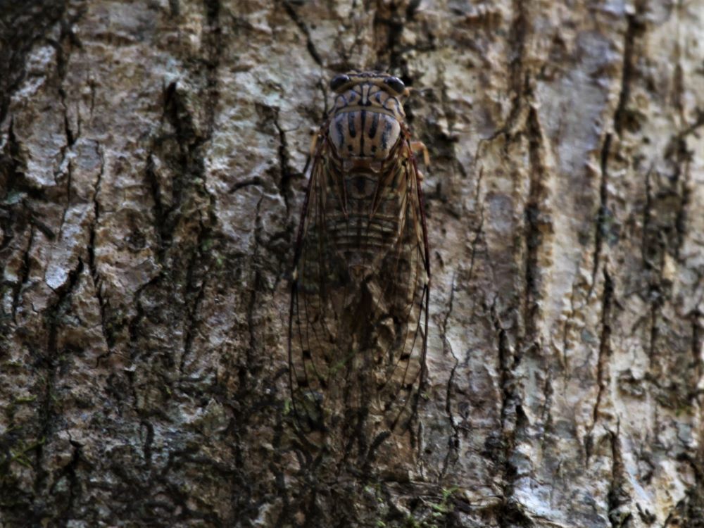 Diceropyga