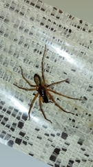 Megalostrata
