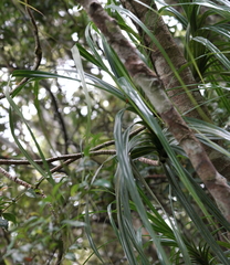 Freycinetia formosana
