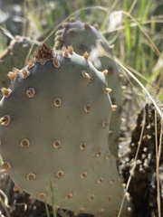Opuntia basilaris brachyclada
