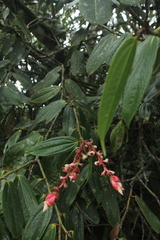 Cavendishia compacta