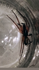 Megalostrata