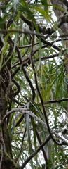 Freycinetia formosana