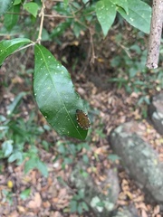 Clinteria chloronota