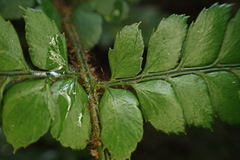 Polystichum biaristatum