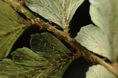 Polystichum biaristatum