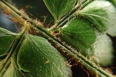 Polystichum biaristatum