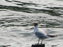 Chroicocephalus ridibundus