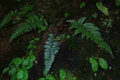 Polystichum biaristatum