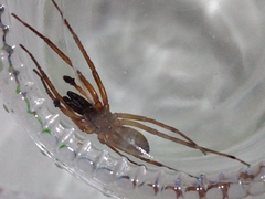Megalostrata