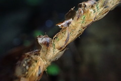 Polystichum biaristatum