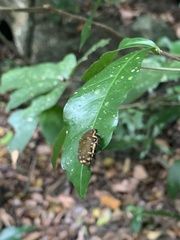 Clinteria chloronota
