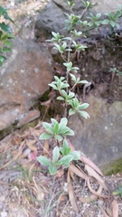 Holodiscus argenteus