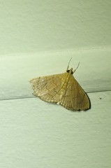 Hyalobathra crenulata