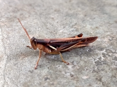 Stenocatantops splendens