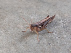 Stenocatantops splendens