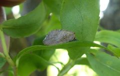 Drepanacra binocula