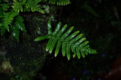Polypodiodes amoena