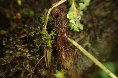 Polypodiodes amoena