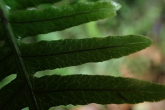 Polypodiodes amoena