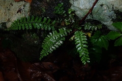 Asplenium gueinzianum