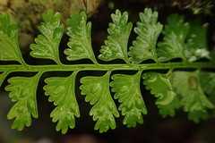 Asplenium gueinzianum