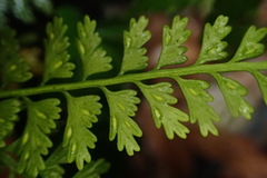 Asplenium gueinzianum