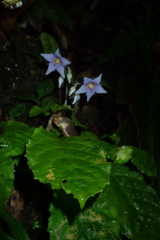 Conandron ramondioides