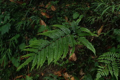 Pteris setulosocostulata
