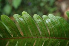 Pteris setulosocostulata
