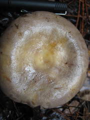 Lactarius cinereus