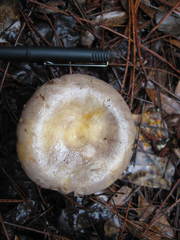 Lactarius cinereus
