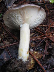 Lactarius cinereus