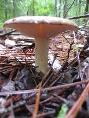Lactarius cinereus