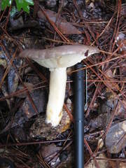Lactarius cinereus