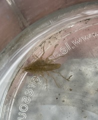 Synurella dentata