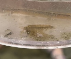 Synurella dentata