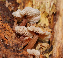 Collybia eucalyptorum
