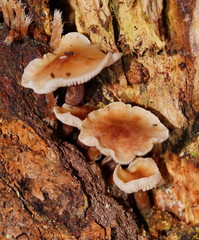 Collybia eucalyptorum
