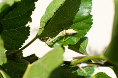 Parastagmatoptera unipunctata
