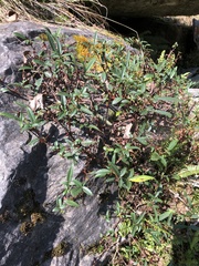 Zanthoxylum acanthopodium